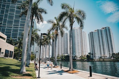 Palm trees line a walkway beside city buildings