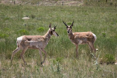brown deer on green grass field during daytime