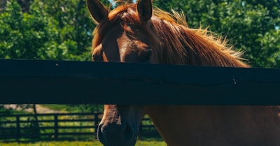 a horse with its head over a fence
