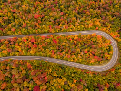 winding road between trees