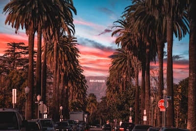 palm trees lining street at sunset