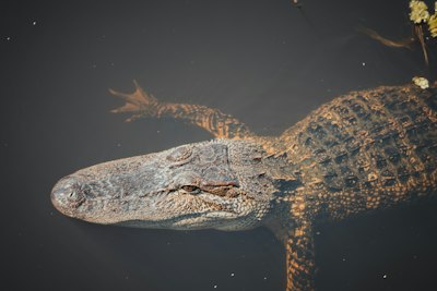 A large alligator floating in a body of water