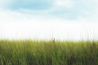 green grass field photography