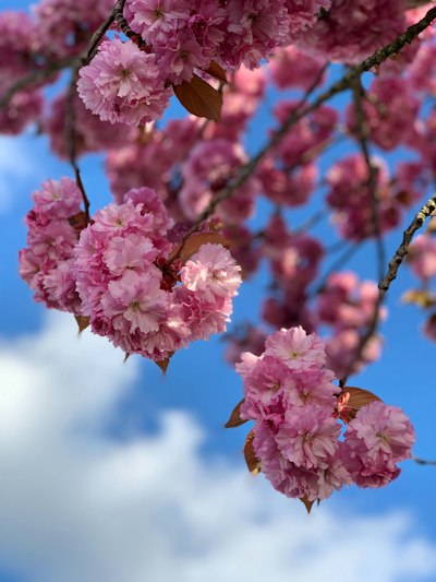 pink flowering tree during daytime