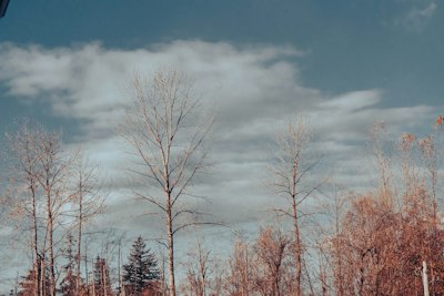 a group of trees with clouds in the background
