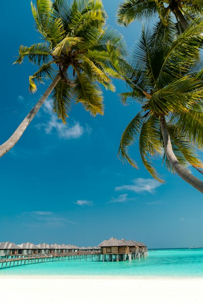 low angle photography of coconut trees on shore