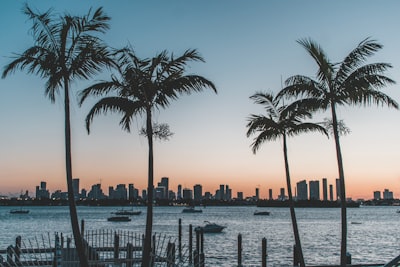 silhouette of palm trees near body of water during sunset