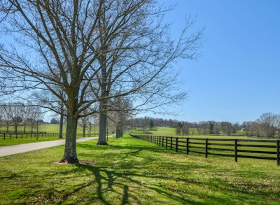 Road lined with bare trees, green fields, and a fence