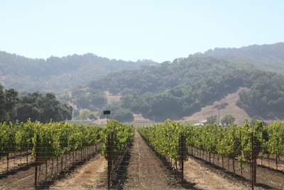 rows of grape vines in a vineyard