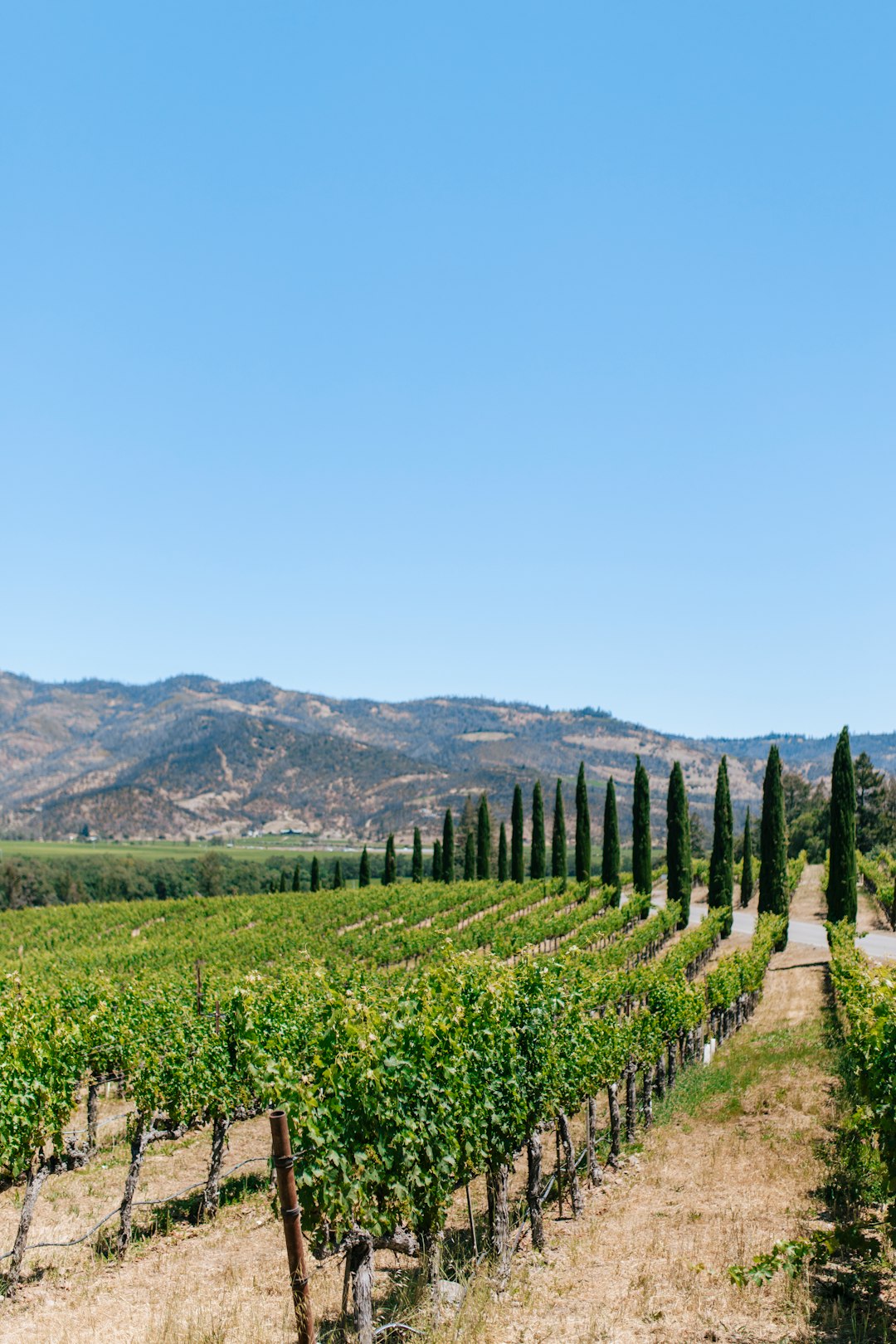 Napa Valley landscape