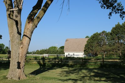 a tree in a field with a house in the background