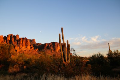 A desert landscape with cactus trees and mountains in the background