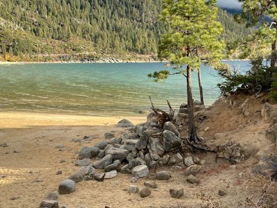 a rocky beach with a tree