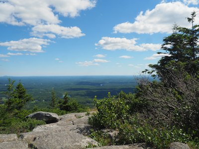 green trees under blue sky