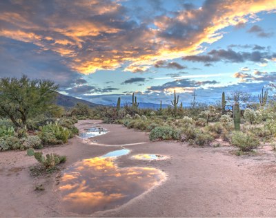 Rain puddles reflecting a warm orange sky in a desert landscape with cacti