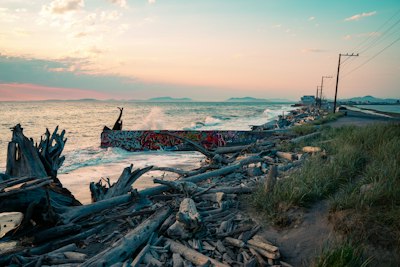 a beach that has a bunch of driftwood on it