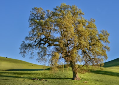 green tree on green grass field under blue sky during daytime