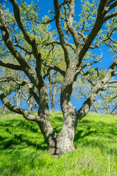 a tree in the middle of a grassy field