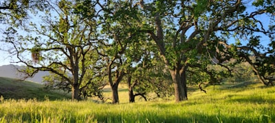 a grassy field with trees and hills in the background