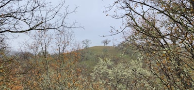 a grassy hill with trees and bushes in the foreground