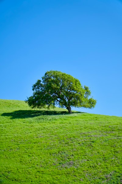 a lone tree on a grassy hill under a blue sky