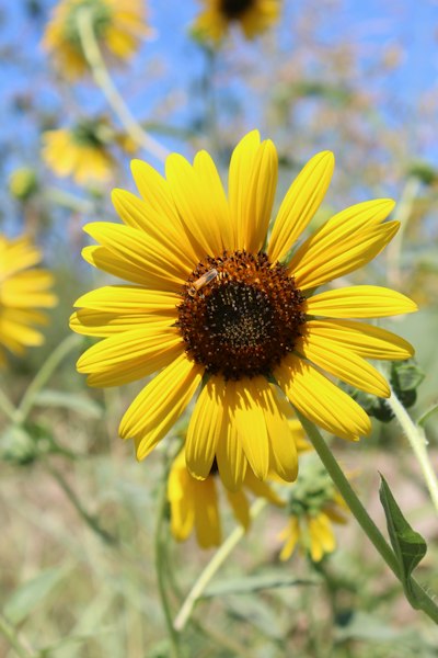 A bee pollinates a bright yellow sunflower outdoors