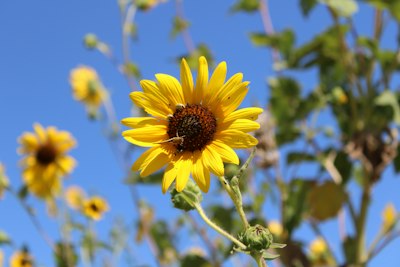 A bright yellow sunflower blooms against a clear blue sky