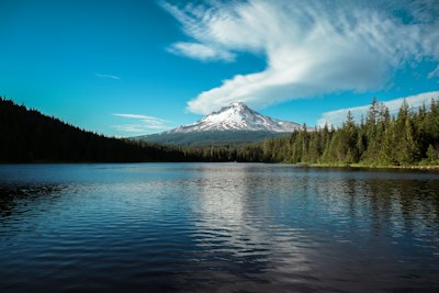 green trees near lake under blue sky during daytime