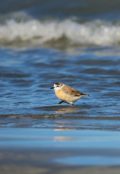 A small bird standing on top of a body of water