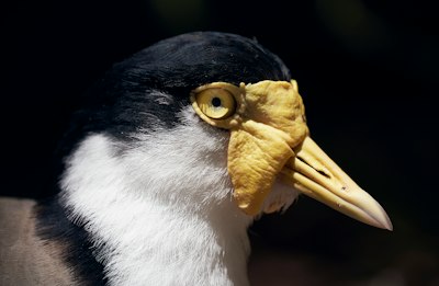 a black and white bird with a yellow beak