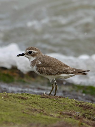 a brown and white bird standing on top of a grass covered field