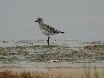 A bird stands in shallow water