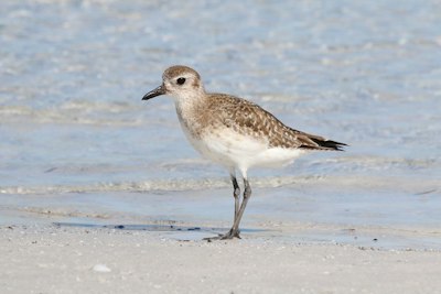 a brown and white bird standing on top of a sandy beach