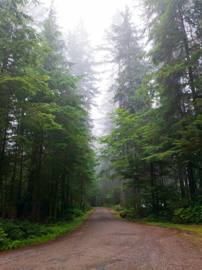A dirt road in the middle of a forest