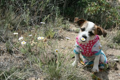 brown and white short coated dog wearing red and white polka dot shirt sitting on green