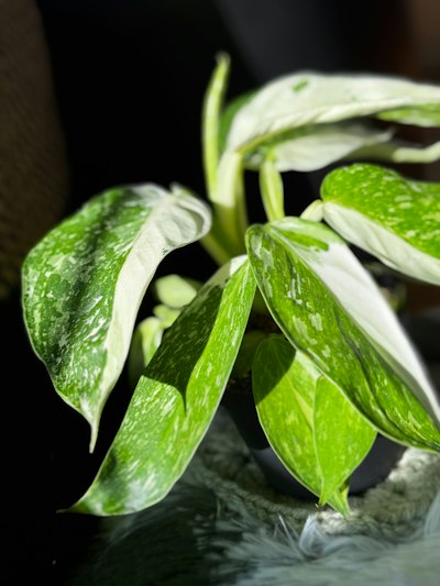 Variegated monstera plant with green and white leaves