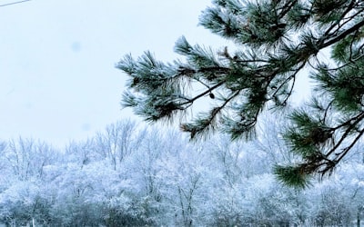 green pine tree during daytime