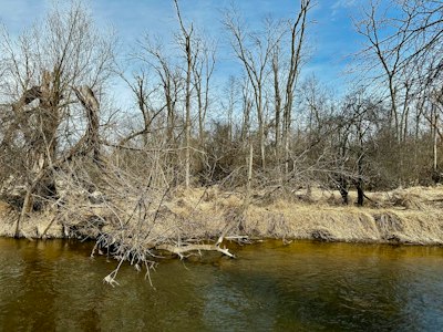 Bare trees line a riverbank under a blue sky