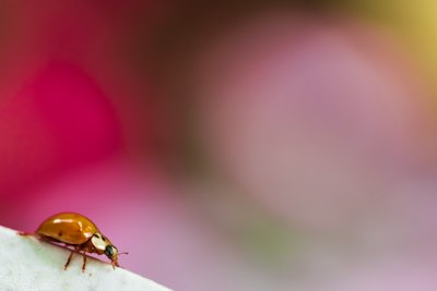 yellow and black ladybug on pink textile in macro photography