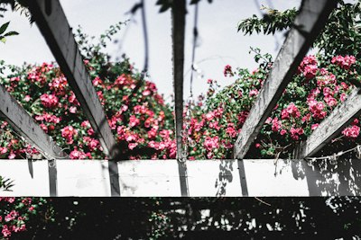 red flowers on white wooden fence