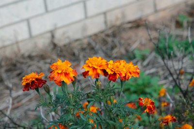 a group of orange and red flowers next to a brick wall