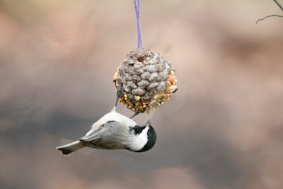 a bird hanging upside down from a bird feeder