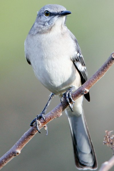 a small bird sitting on a branch of a tree