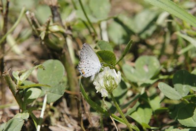 a small blue butterfly sitting on top of a white flower