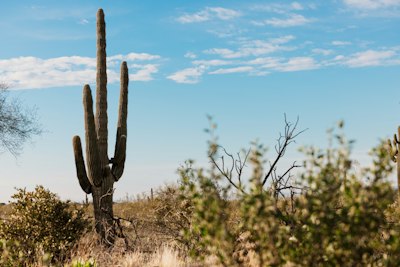 a large cactus in the middle of a desert