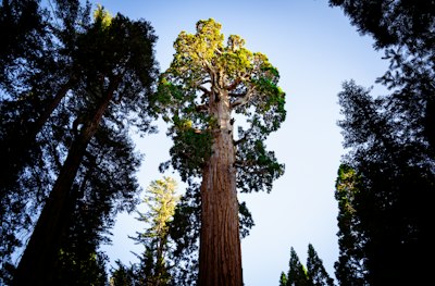 a tall tree in the middle of a forest