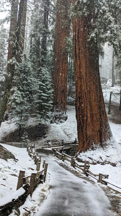A snow covered path in a forest with trees