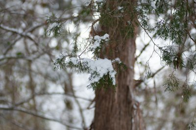 snow covered tree during daytime