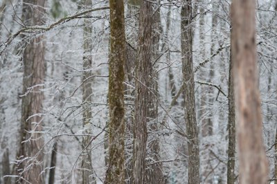 brown tree branches covered with snow