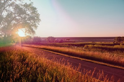 a field of grass and trees